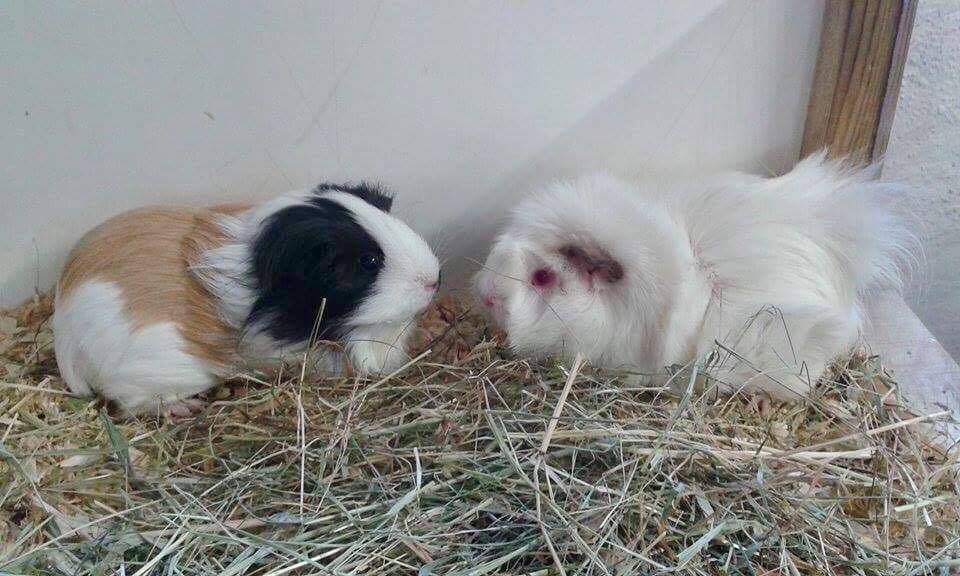 Amanda & Miss Muffin flyttade hem till familjen igår och imorron kommer Anna-Bob hem. Dock får han inte på heltid vara med sin nya flock förrns den andre november när det gått tre veckor.